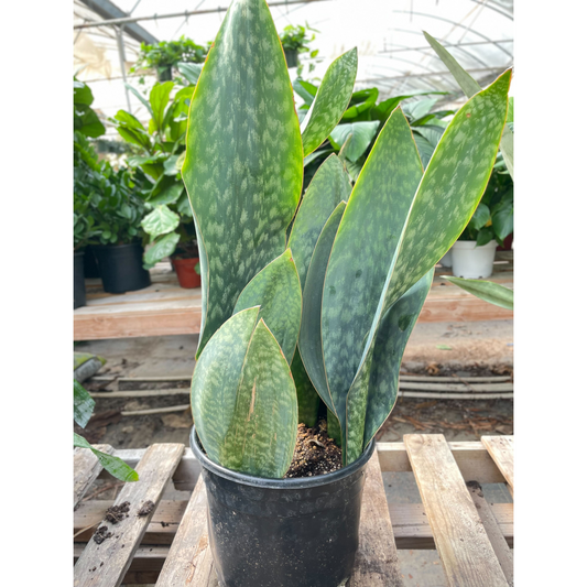 Snake Plant 'Mason Congo' - 10" Pot