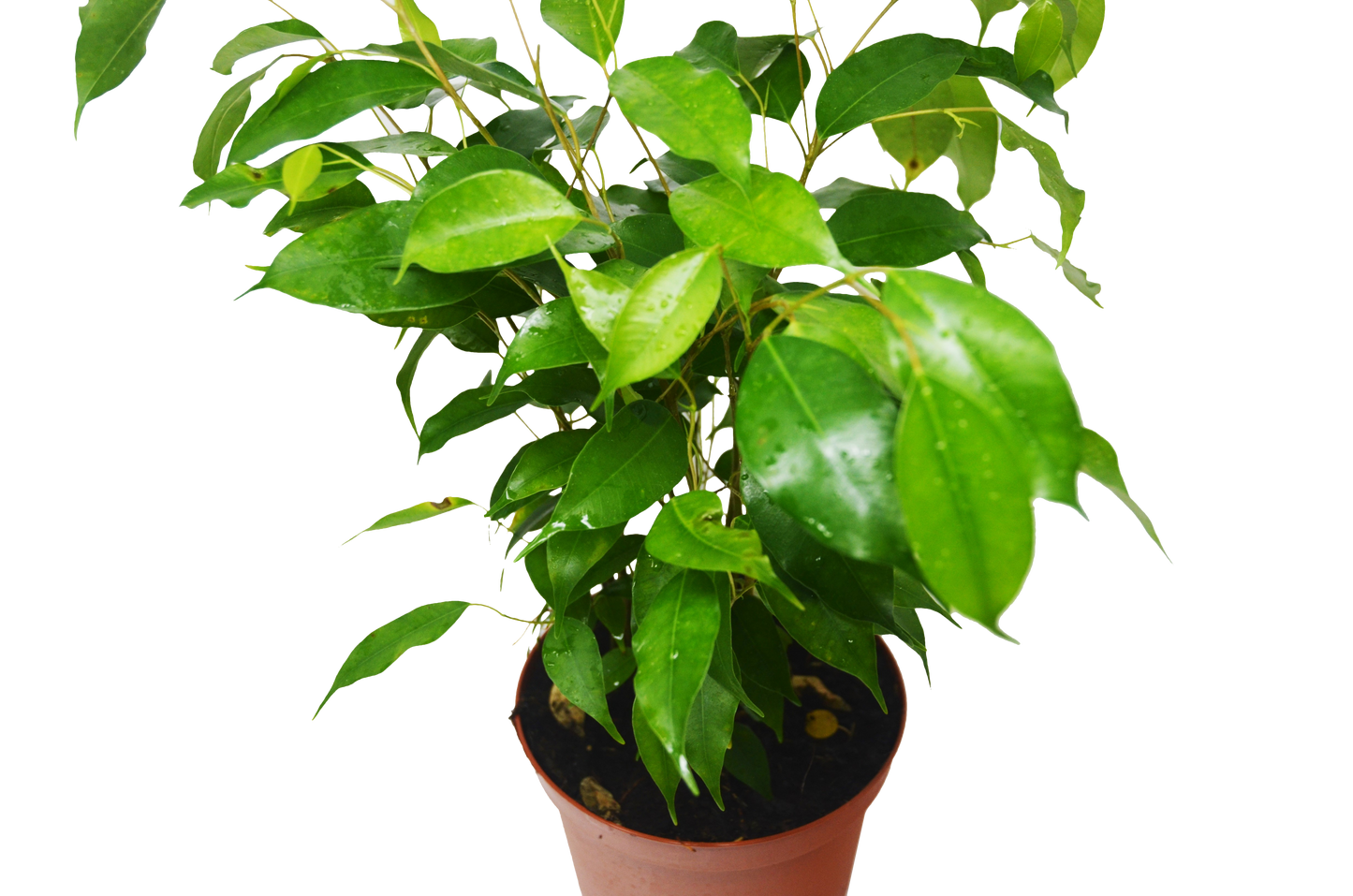 Ficus 'Benjamina'