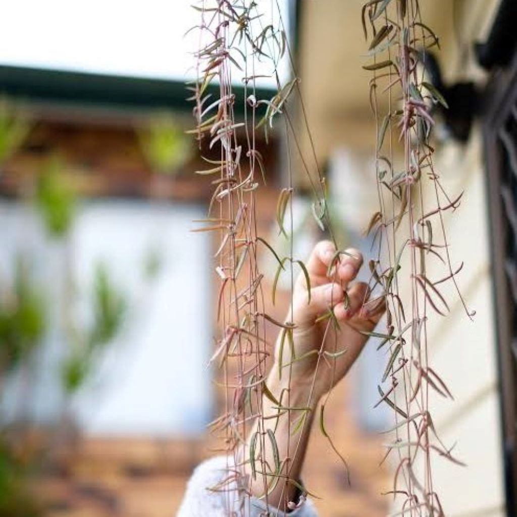 Ceropegia String of Needles HB 21cm