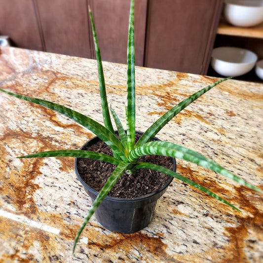 Sansevieria Fernwood Mikado 14cm