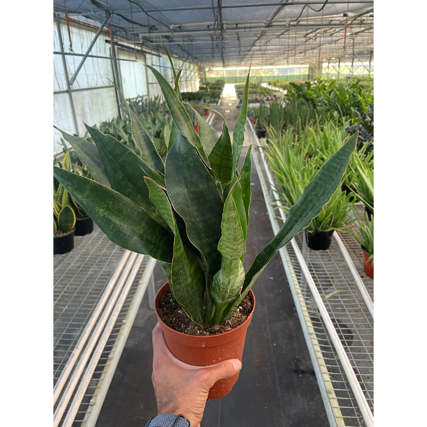 Snake Plant 'Jaboa'