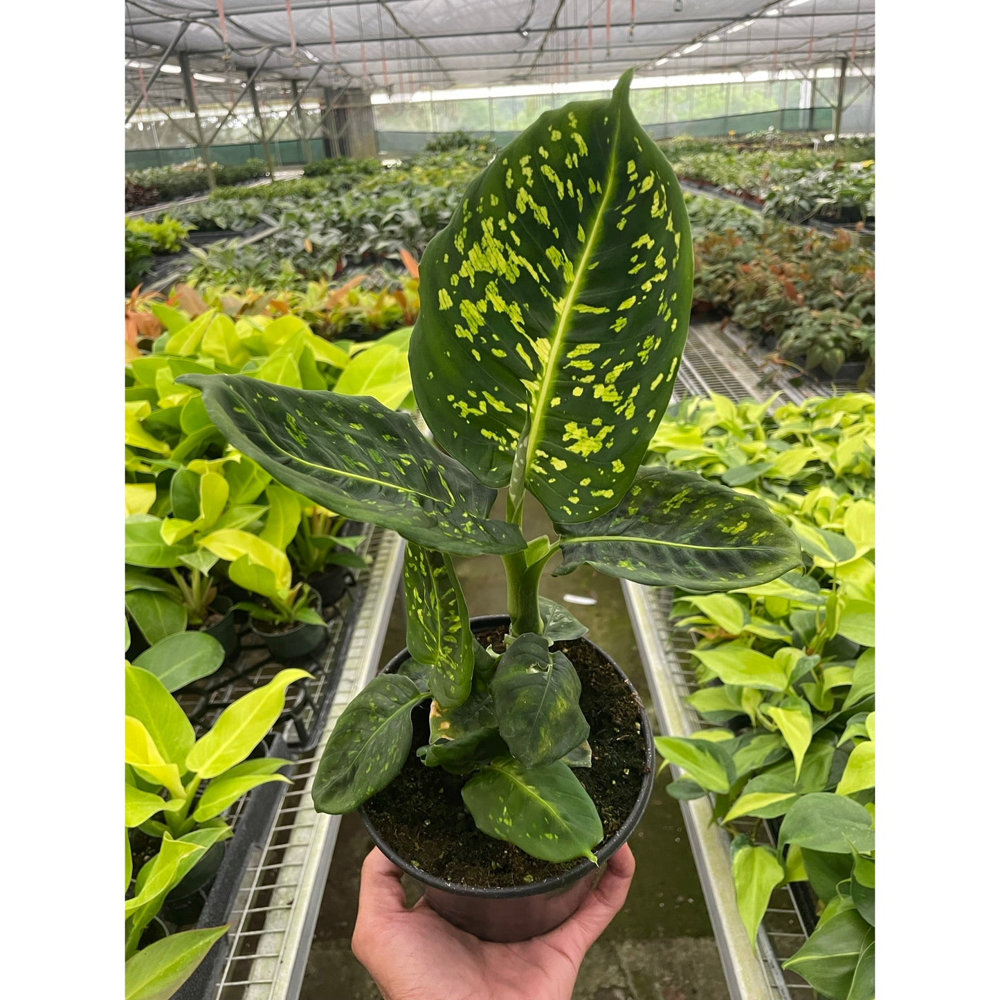 Dieffenbachia 'Reflector'