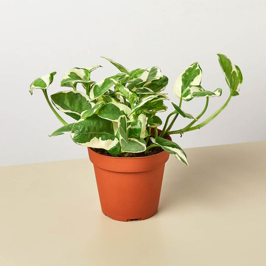 Pothos 'N'joy'