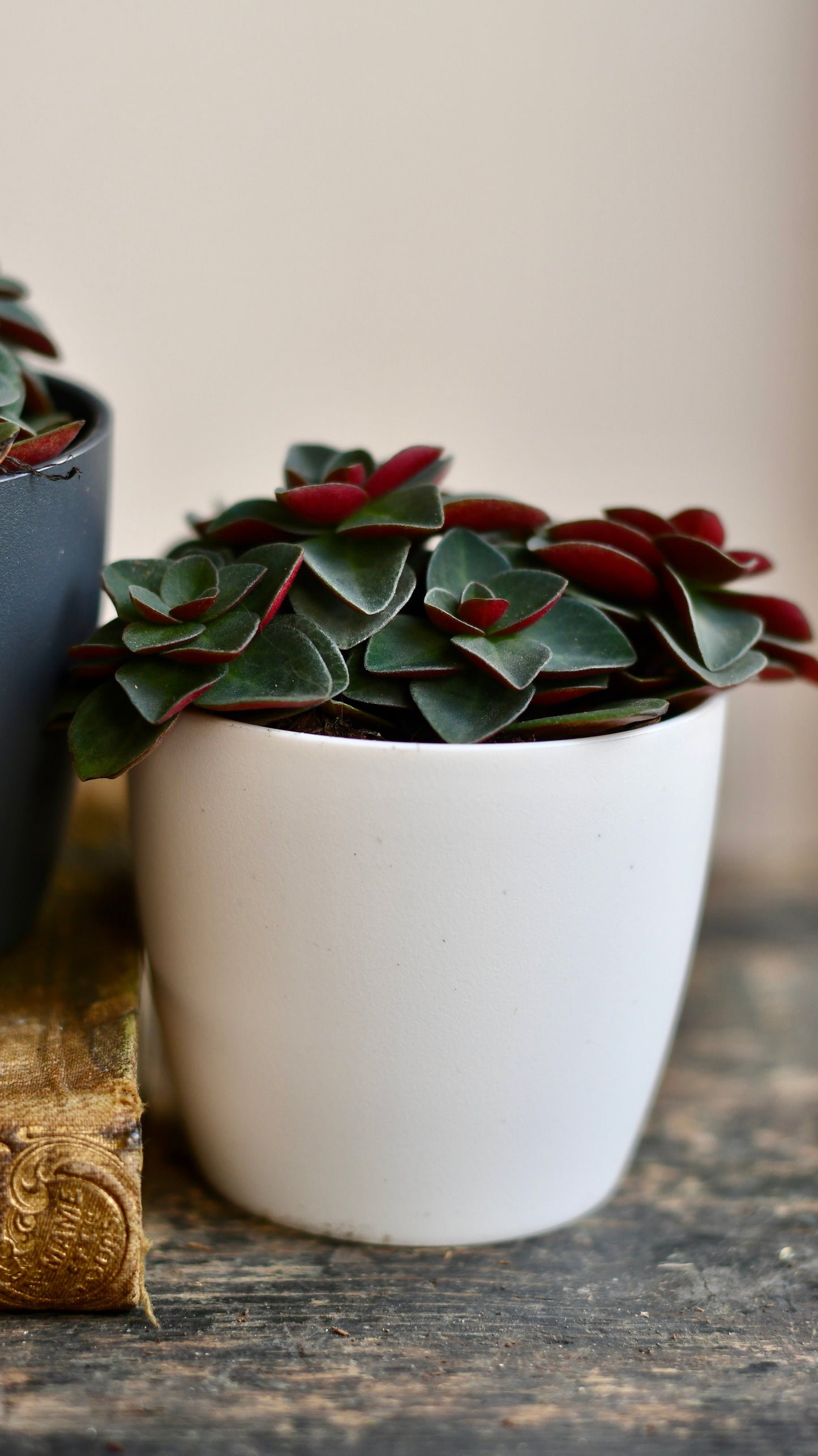 Peperomia Verticillata | Red Log