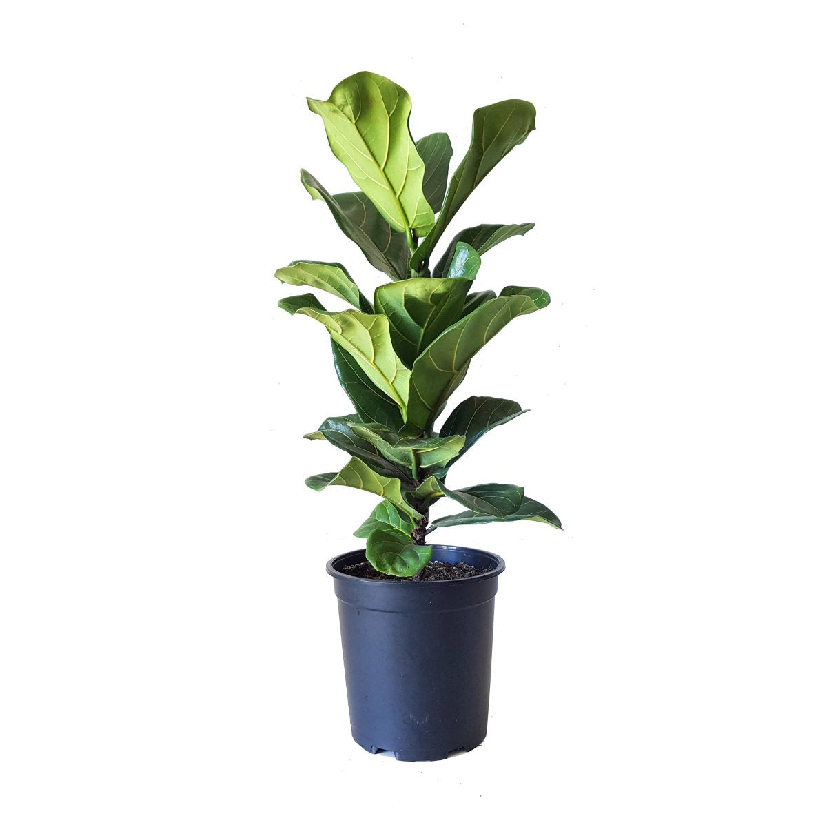 Ficus Lyrata - Fiddle Leaf Fig