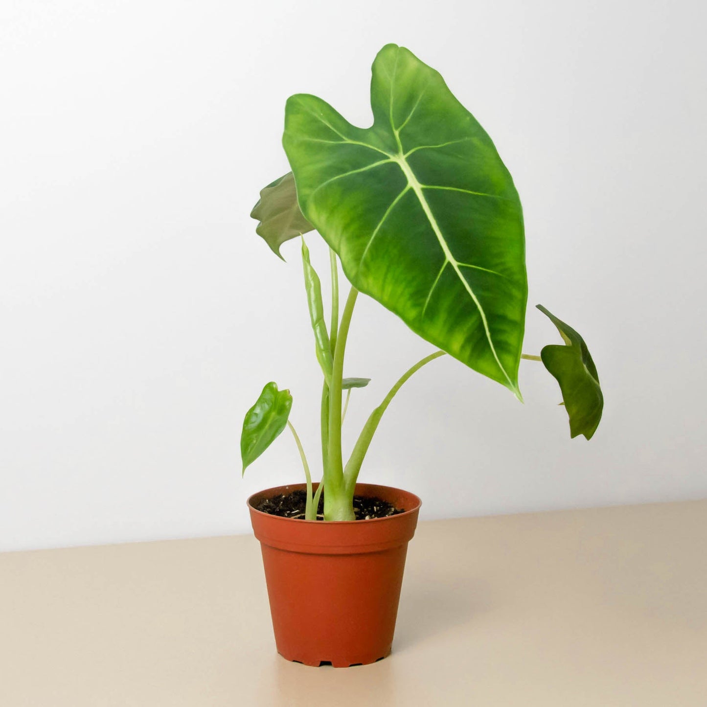 Alocasia Micholitziana 'Frydek'