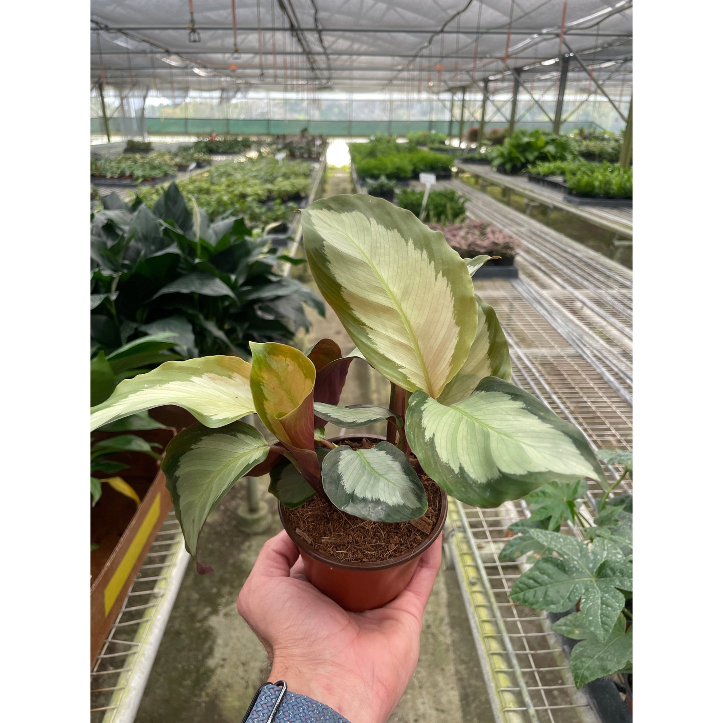 Calathea 'Picturata'