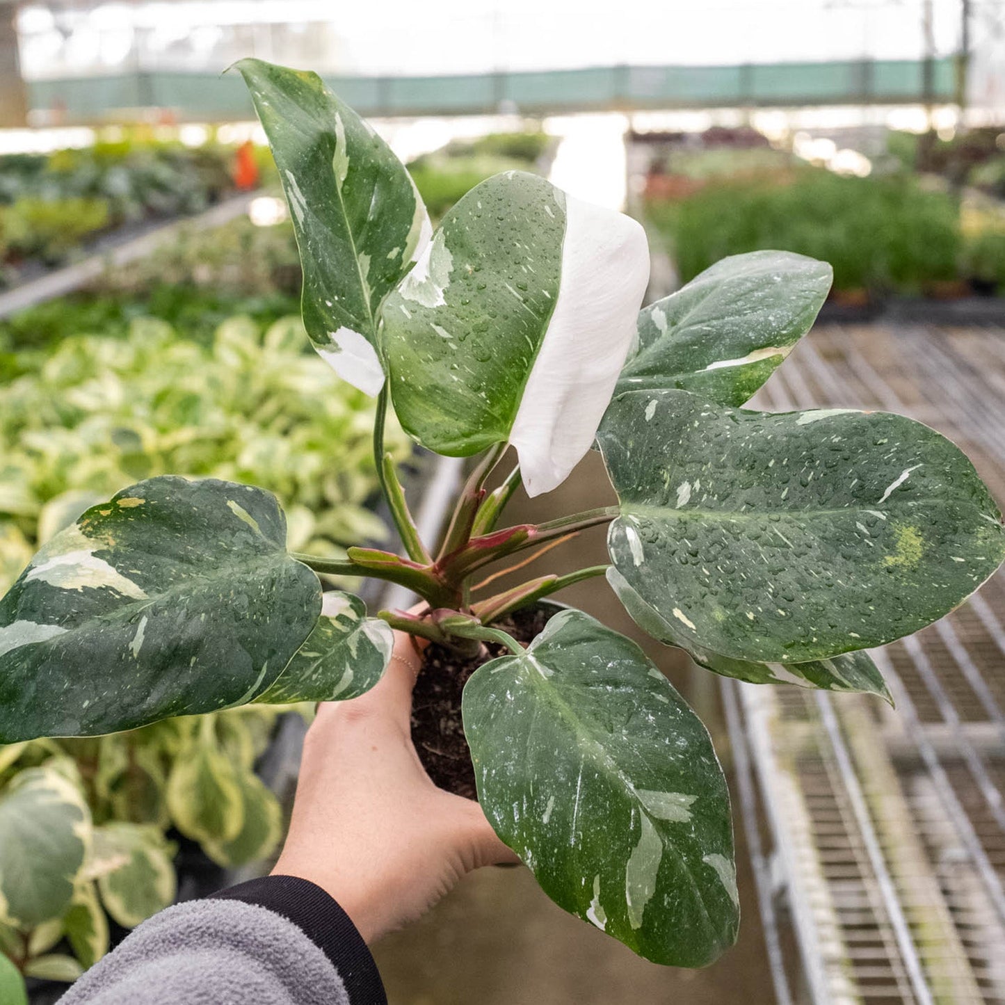 Philodendron 'White Princess'