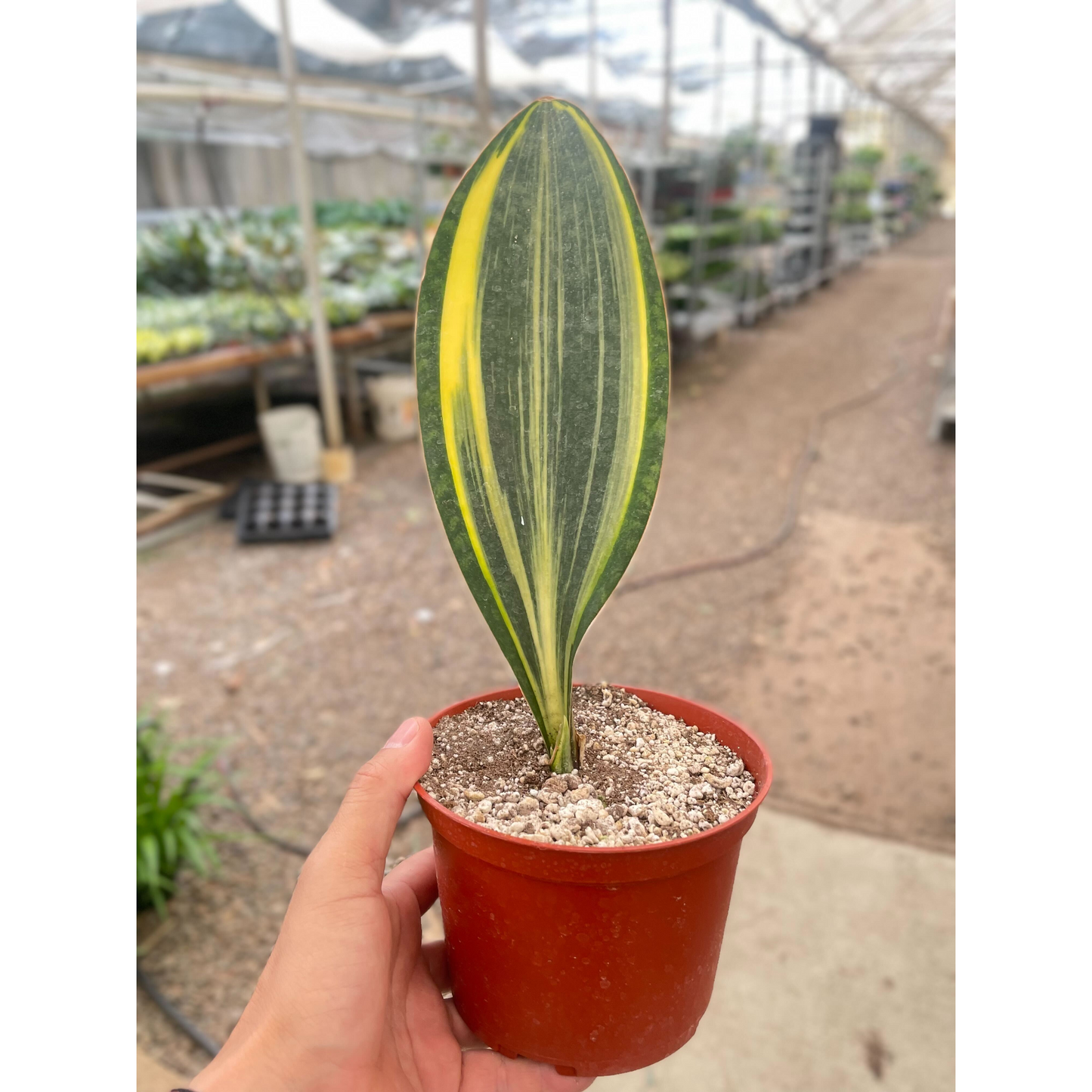 Snake Masoniana Variegated - 6" Pot