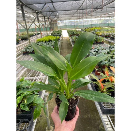 Philodendron 'Wendlandii'