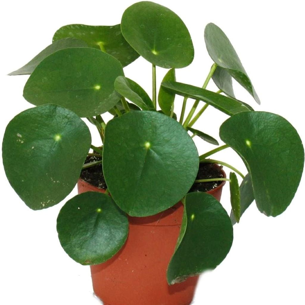 Pilea peperomioides: Chinese money plant