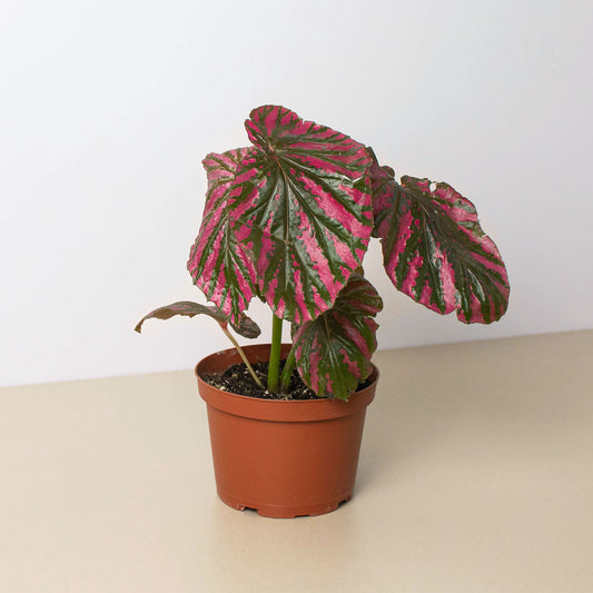 Begonia 'Exotica'