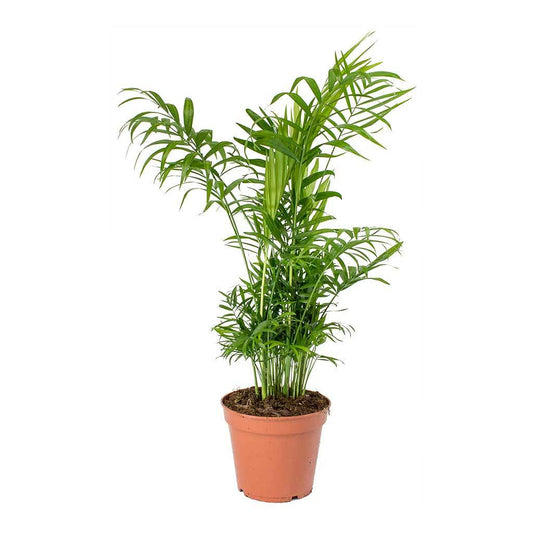 Chamaedorea elegans - Love Palm 10cm