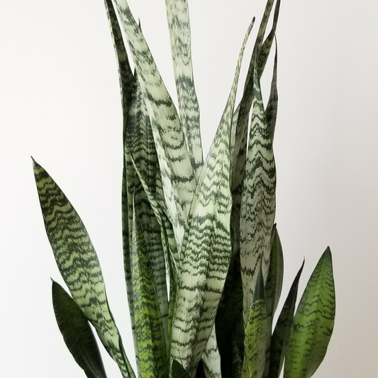 Sansevieria trifasciata 30cm