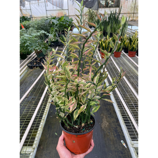 Variegated Devil's Backbone Euphorbia