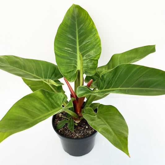 Philodendron imperial green