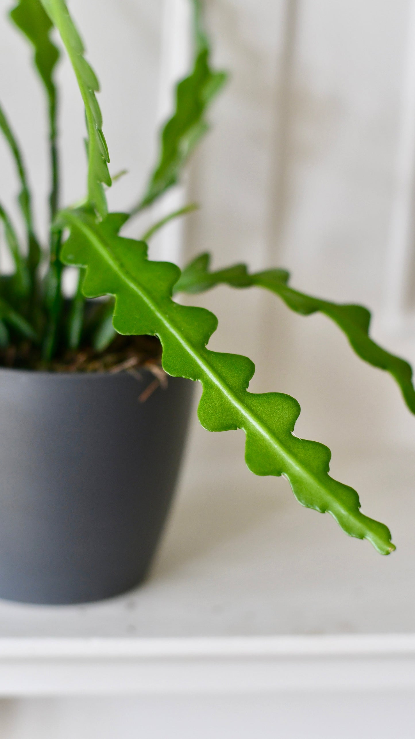 Epiphyllum Anguliger (Fishbone Cactus, Ric Rac Cactus)