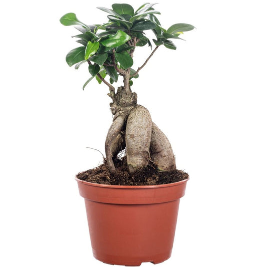 Ficus Ginseng 14cm