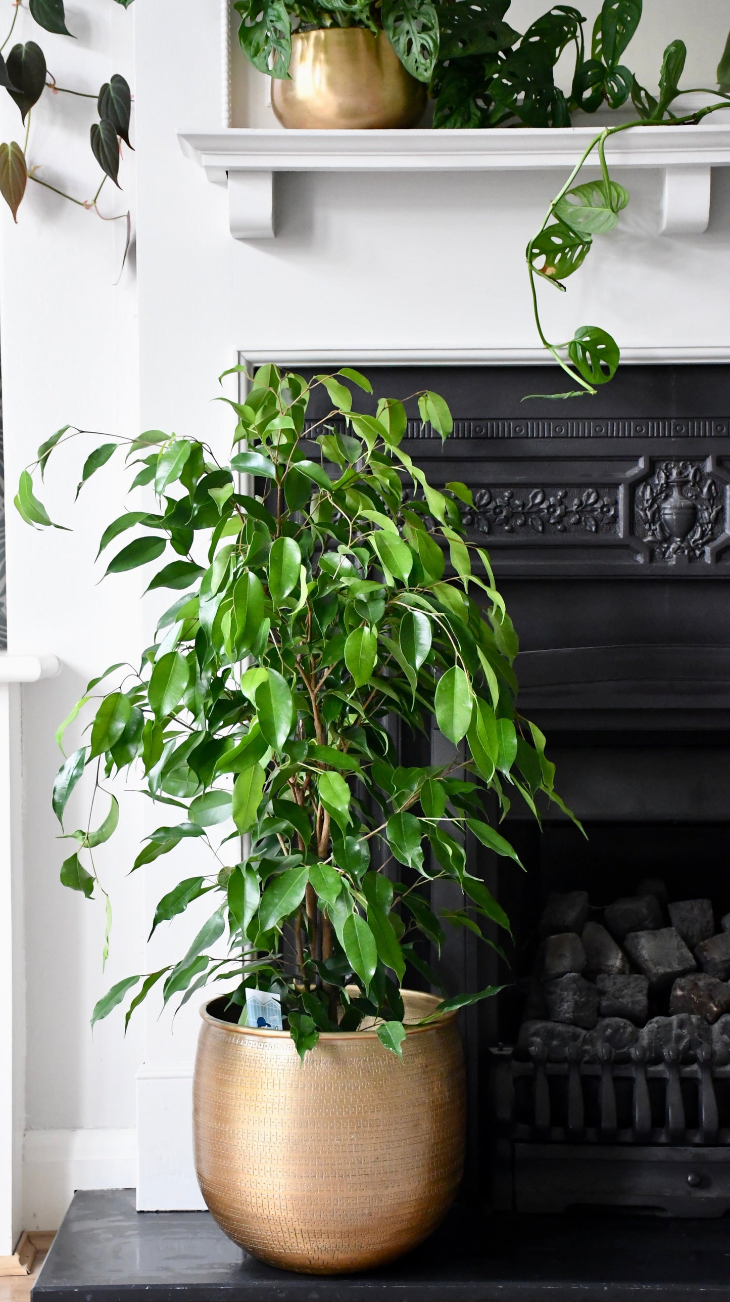 Indoor Weeping Fig Tree | Ficus Benjamina | Ficus Benjamina Weeping Fig Tree