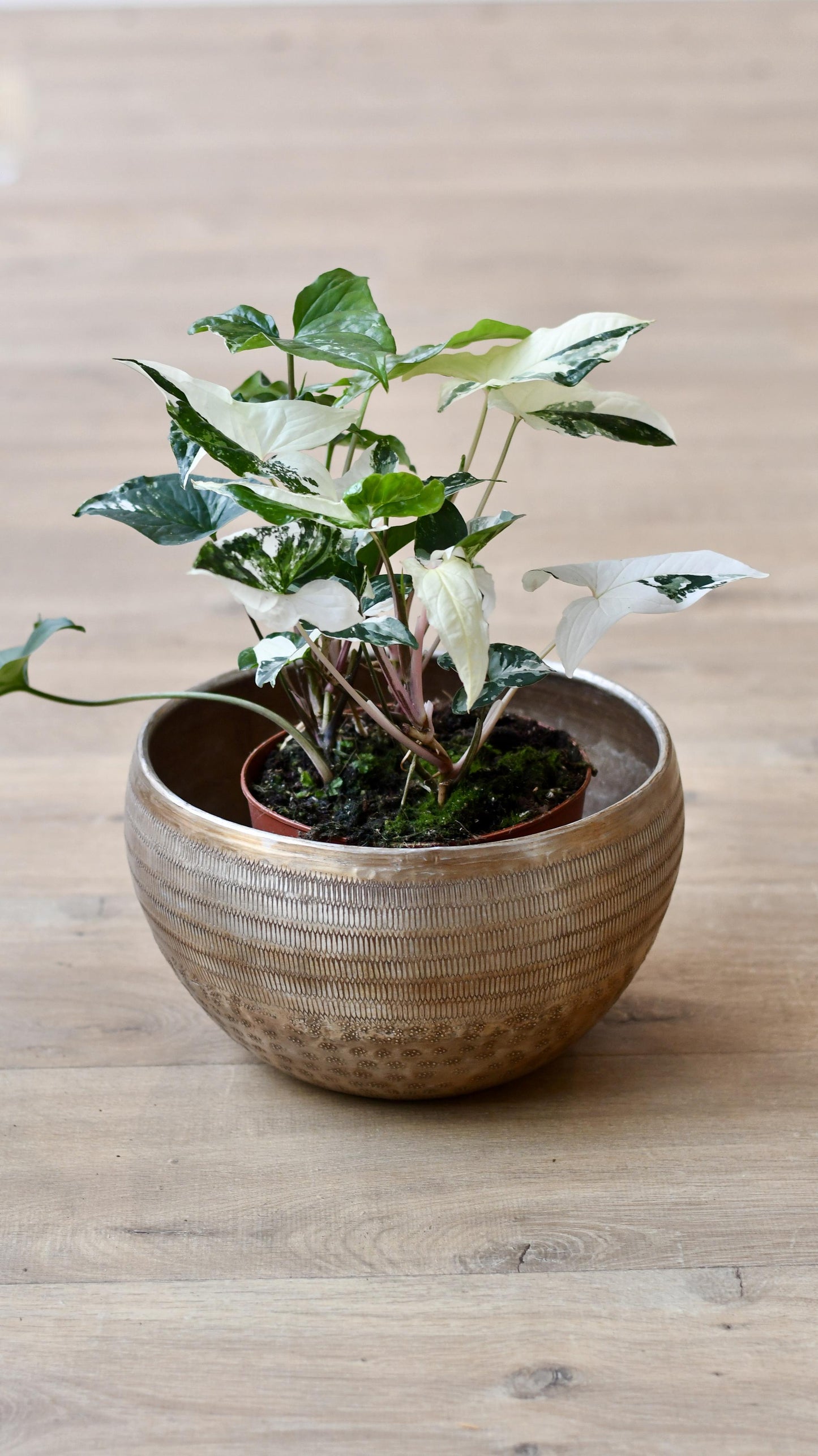 Variegated Albo Syngonium Podophyllum