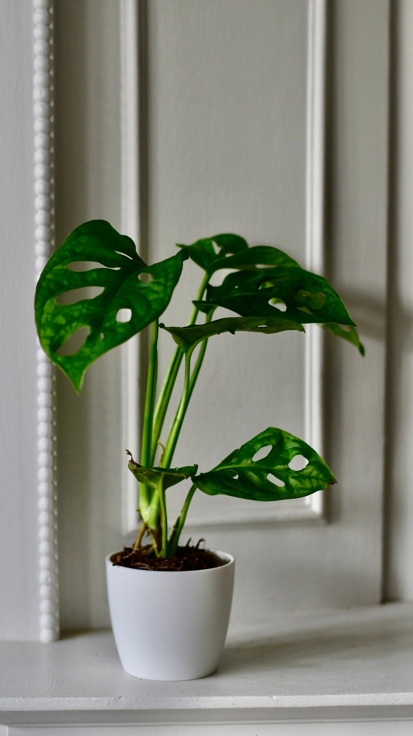 Baby Monstera Adansonii   | Monkey Mask | Mini Swiss cheese Plant