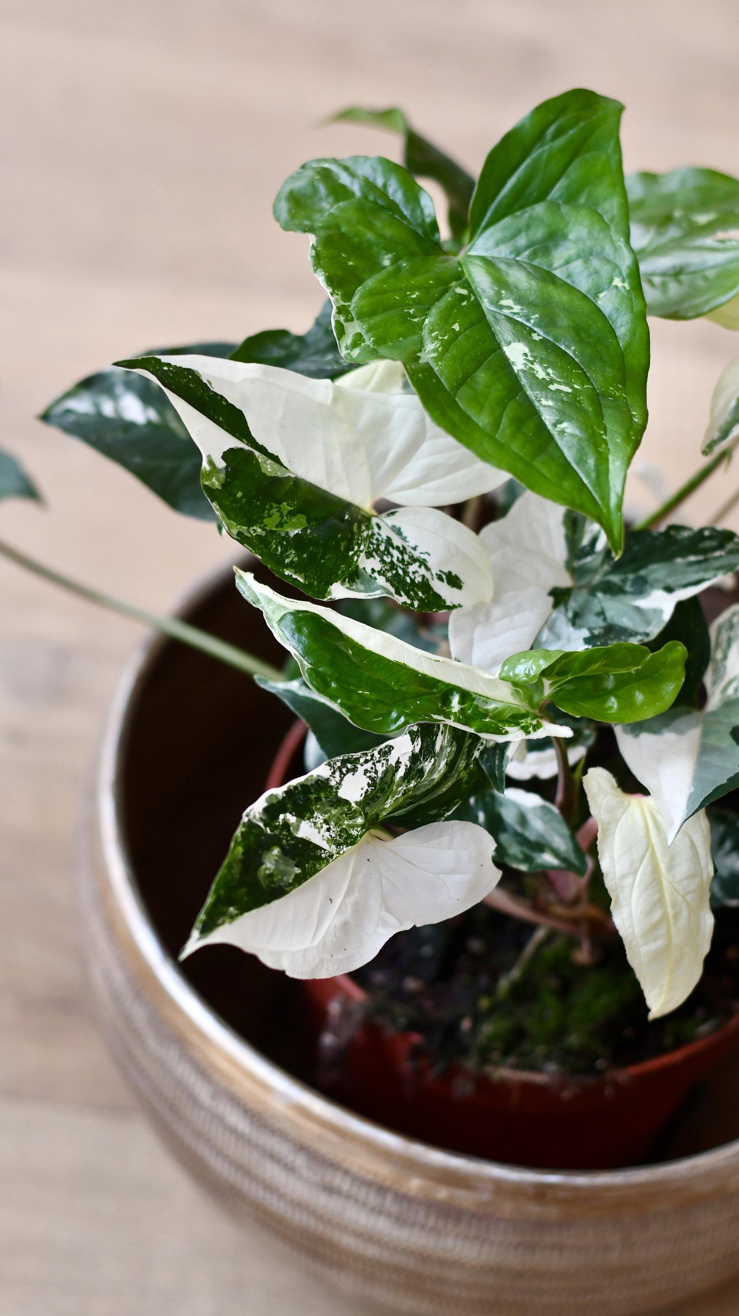 Variegated Albo Syngonium Podophyllum