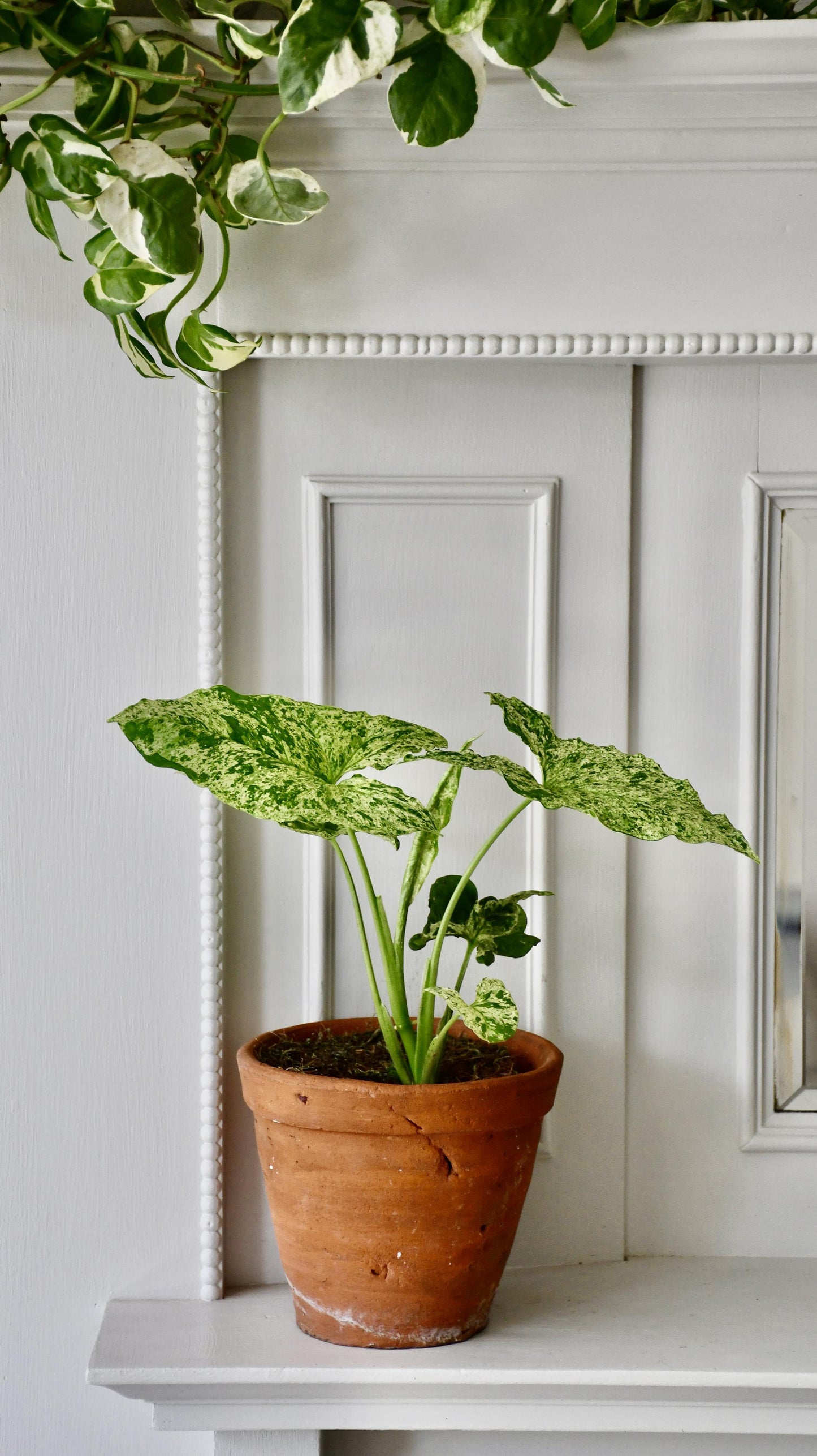 Syngonium Mottled | Mojito