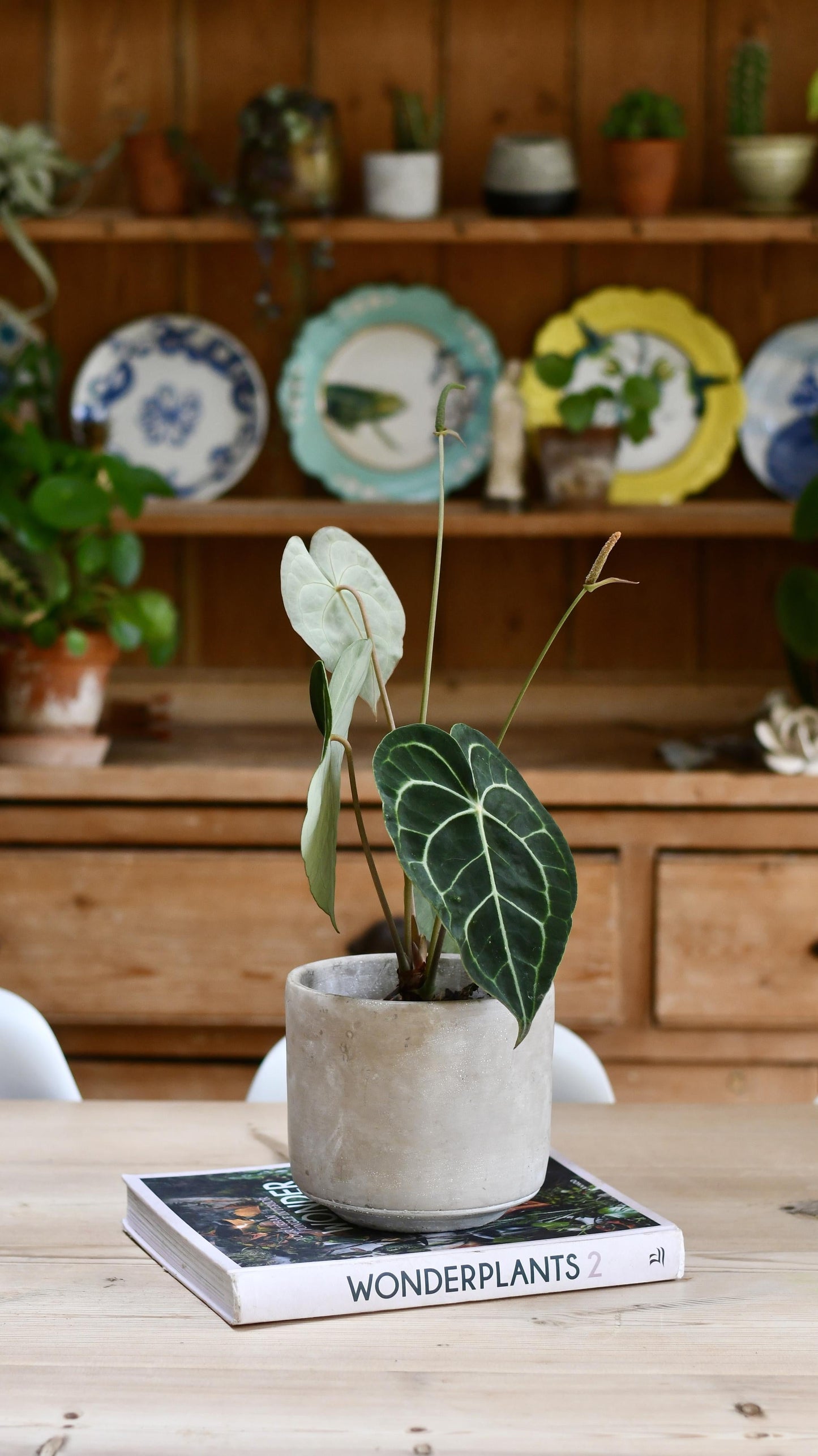 Anthurium Clarinervium (Giant Laceleaf Plant)