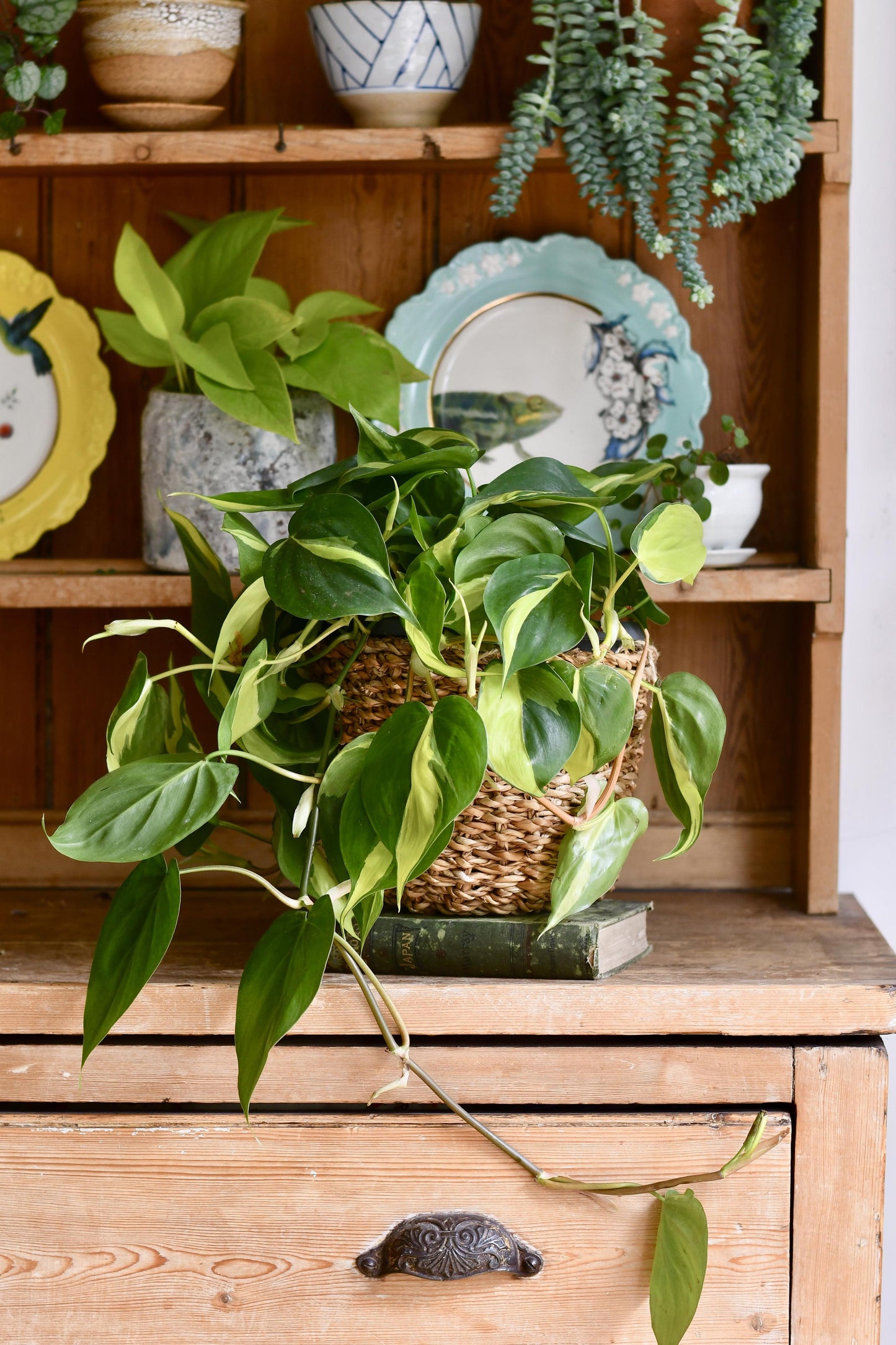 Hanging Philodendron Scandens Brasil