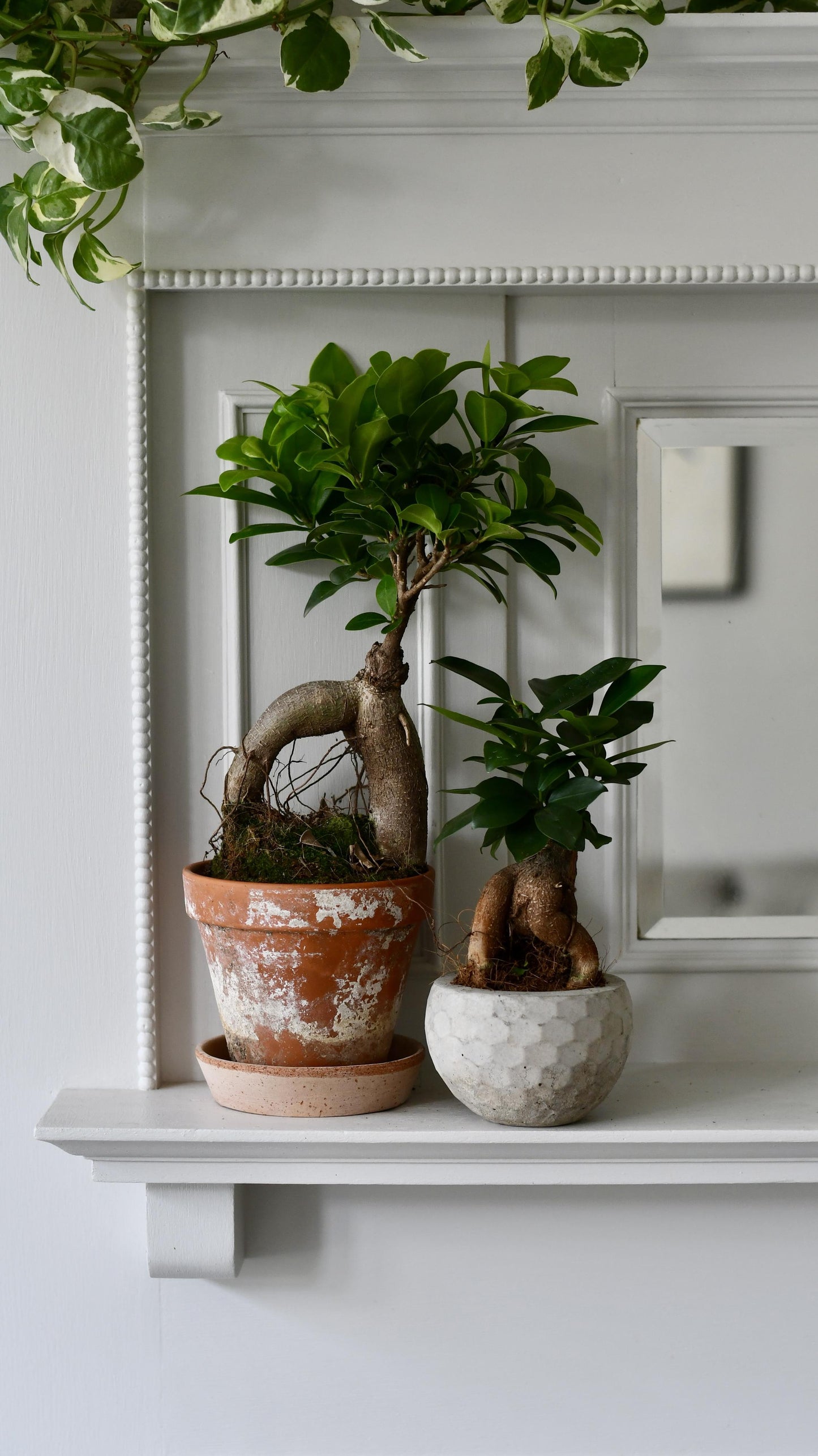 Ficus Retusa (Ginseng Bonsai Tree)