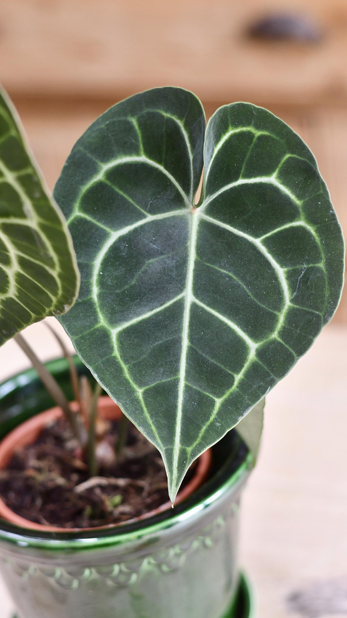 Anthurium Clarinervium (Giant Laceleaf Plant)