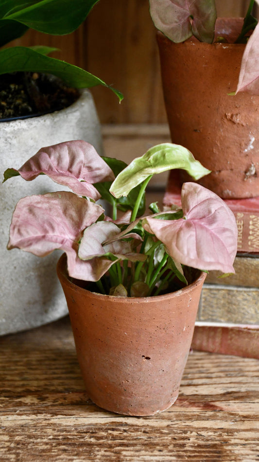 Baby Syngonium Podophyllum Red Heart