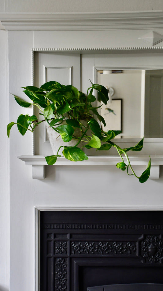 Epipremnum Aureum (Devils Ivy, Golden Pothos)