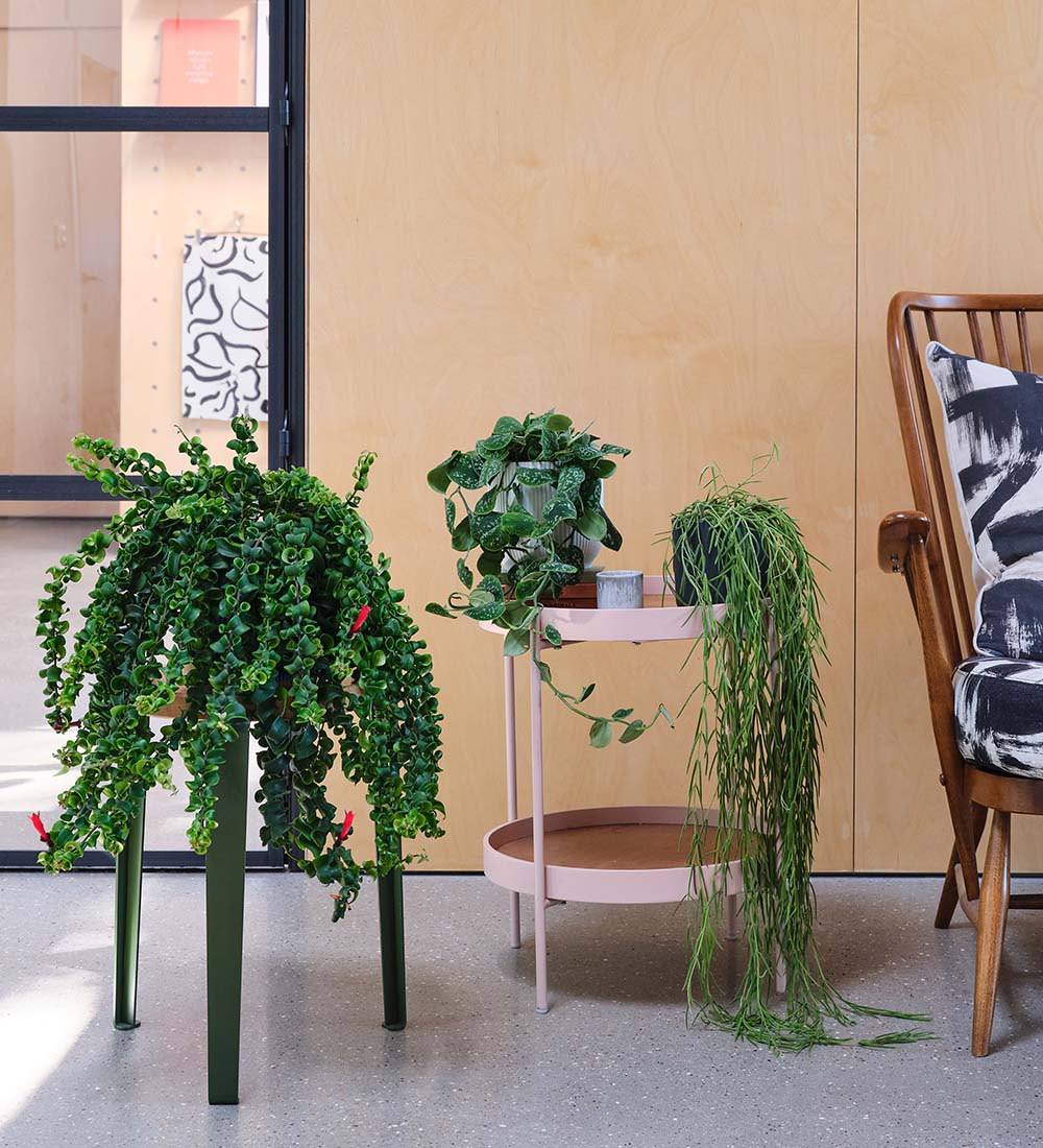 Hanging Plant Bundle