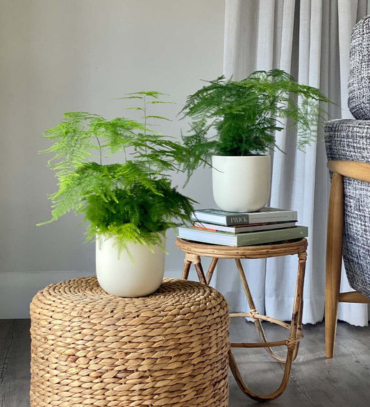 Asparagus Fern Pair