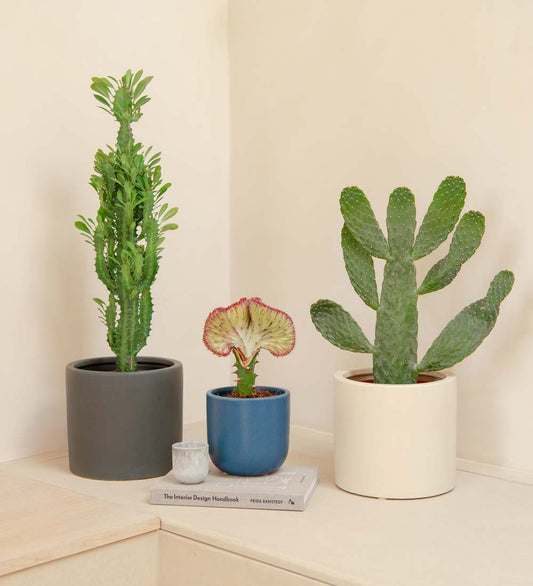 Cacti Bundle