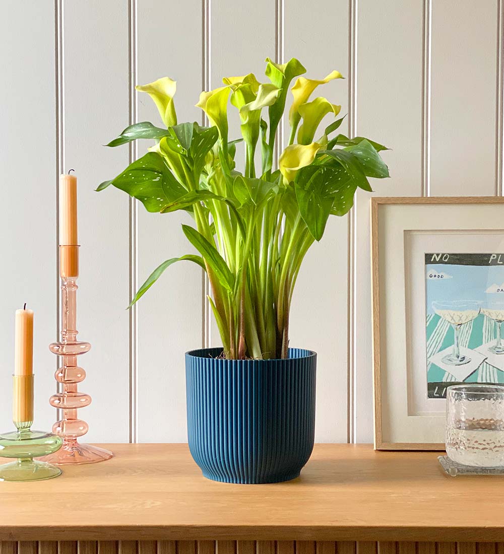 Yellow Calla Lily & Pot