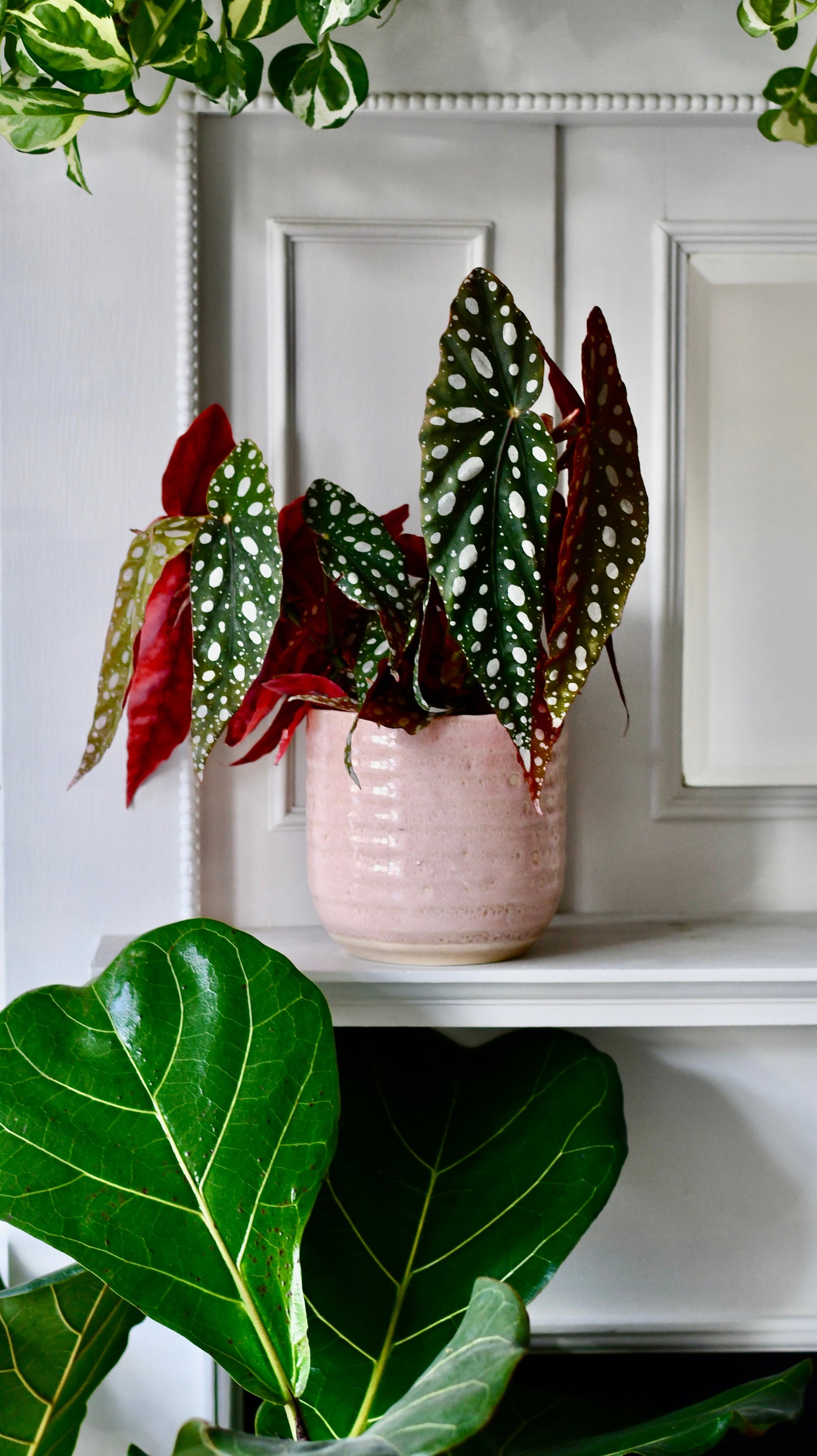 Begonia Begonia Maculata | Polka Dot Begonia | Clown Begonia