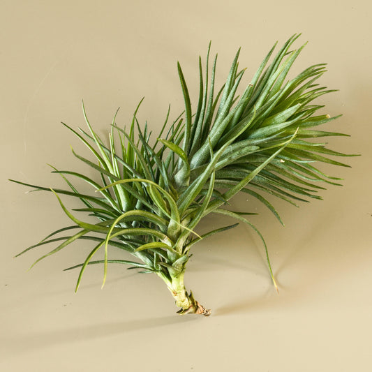 Tillandsia Air Plant Montana