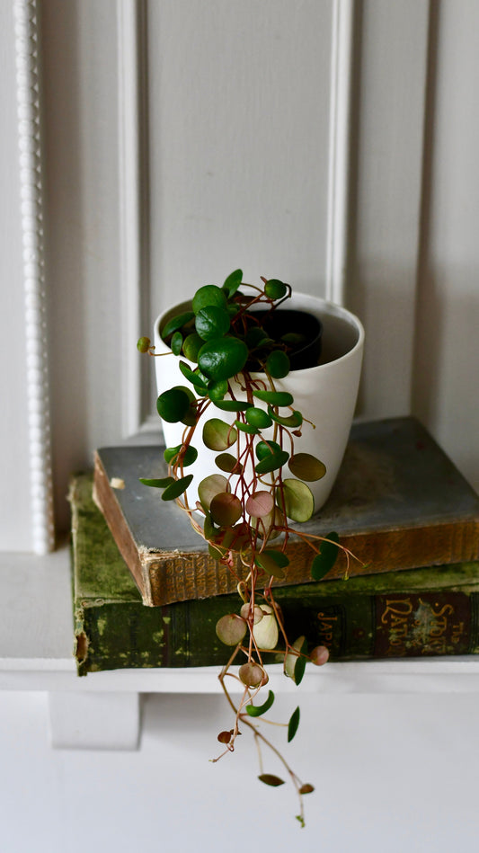 Baby Peperomia Pepperspot | String of Coins, Money Plant | Radiator Plant | Happy Houseplants