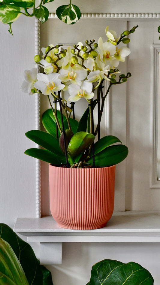 White Phalaenopsis Orchids  or Moth Orchid