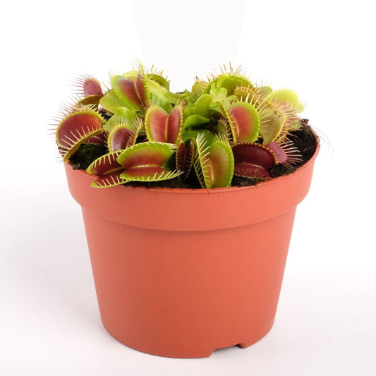 Dionaea muscipula 'Venus Fly Trap' 10cm