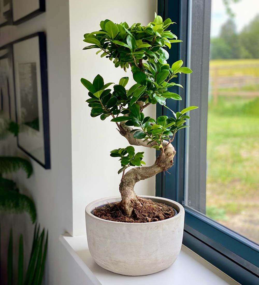 Bonsai Ficus Ginseng & Pot