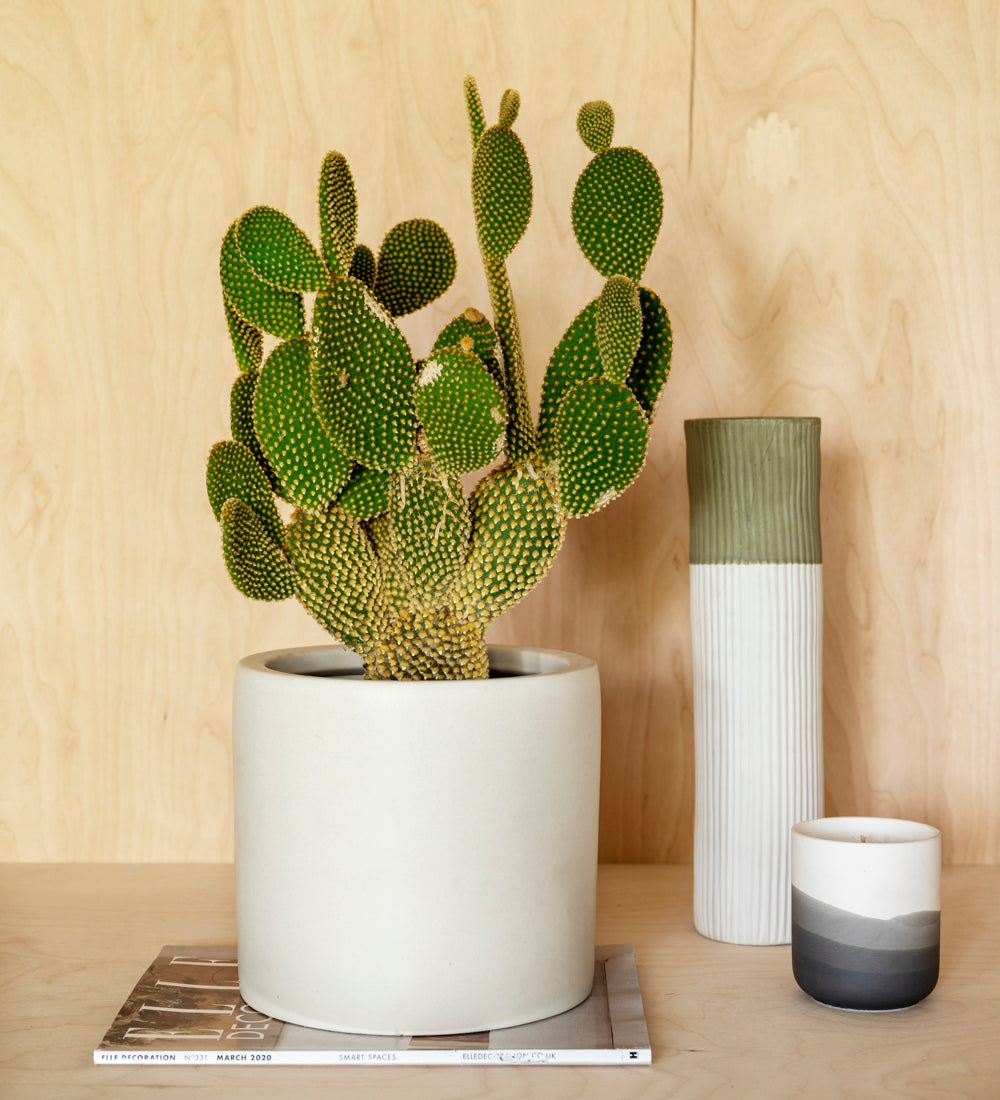 Bunny Ear Cactus & Pot