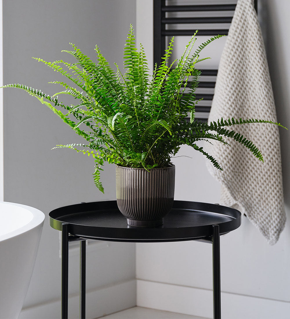 Boston Fern & Pot