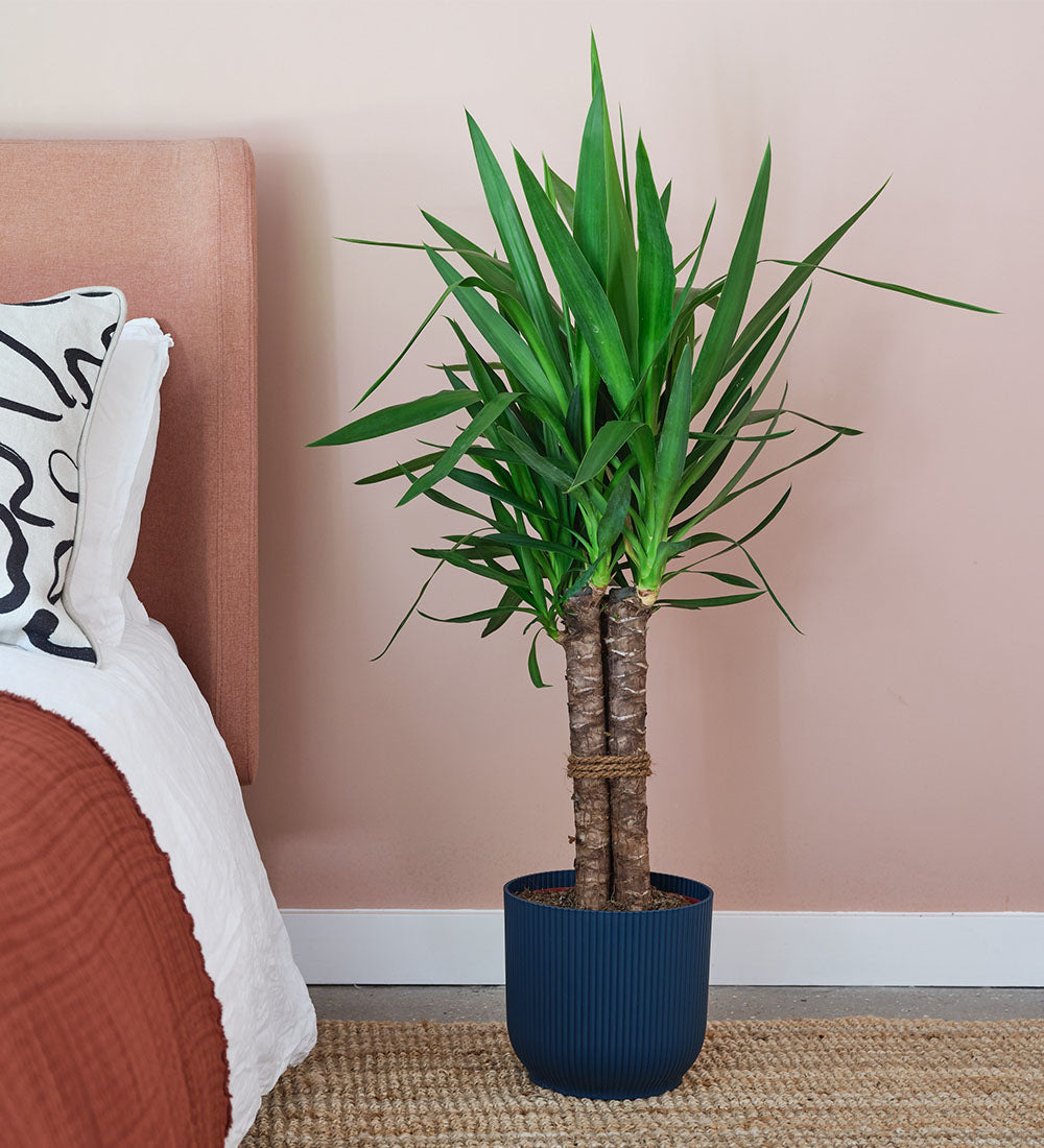 Yucca Plant & Pot