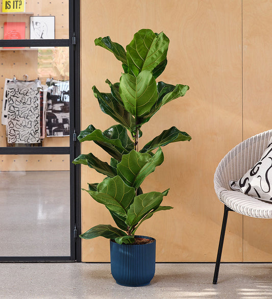 Fiddle-leaf Fig & Pot