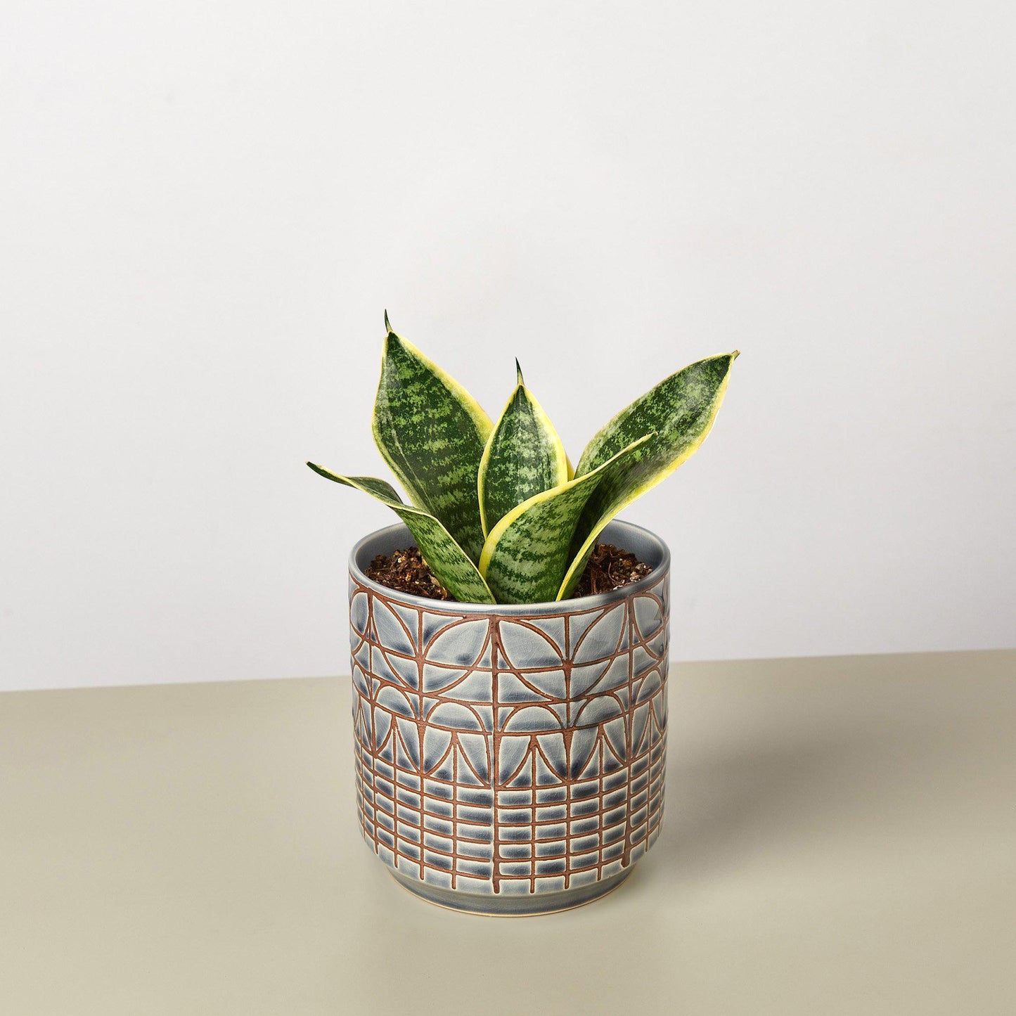 Snake Plant 'Laurentii Dwarf'