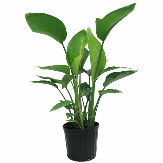 Strelitzia nicolai - Giant White Bird of Paradise 30cm 3pp