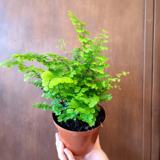 Adiantum 12cm